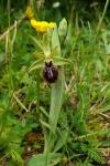 Ophrys aranifera