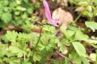 Corydalis solida