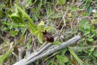 Ophrys aranifera