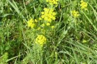 Euphorbia cyparissias
