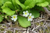 Primula vulgaris