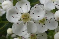 Crataegus monogyna