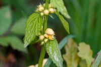 Lamium galeobdolon