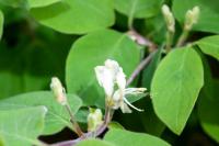 Lonicera xylosteum