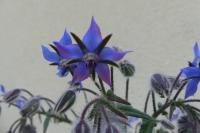 Borago officinalis