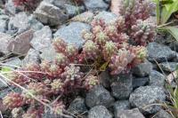 Sedum rubens
