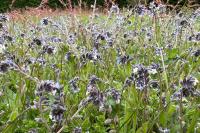 Myosotis discolor