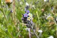 Myosotis discolor