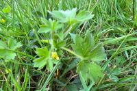 Ranunculus parviflorus