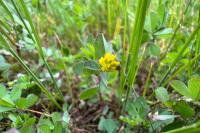 Trifolium dubium