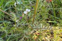 Ervilia hirsuta
