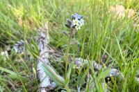 Myosotis discolor
