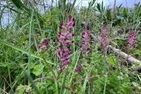Fumaria officinalis