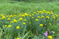 Euphorbia cyparissias