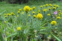 Euphorbia cyparissias