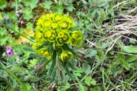 Euphorbia cyparissias