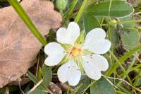 Potentilla montana