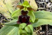 Ophrys aranifera