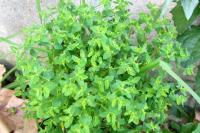 Euphorbia peplus