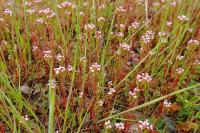 Centranthus calcitrapae