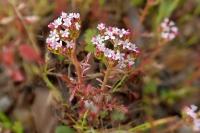 Centranthus calcitrapae