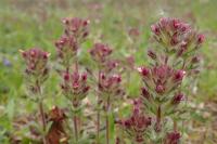 Parentucellia latifolia