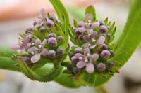 Valerianella eriocarpa