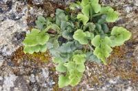 Asplenium ruta-muraria