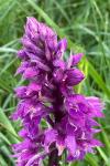 Orchis mascula