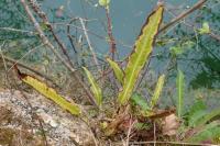 Asplenium scolopendrium