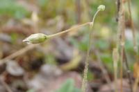 Holosteum umbellatum