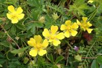Potentilla verna