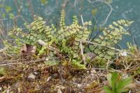 Asplenium trichomanes subsp. quadrivalens