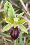 Ophrys aranifera