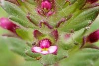 Parentucellia latifolia