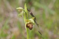 Ophrys aranifera