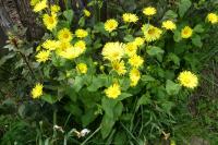 Doronicum plantagineum