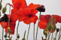 Papaver rhoeas