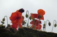 Papaver rhoeas