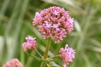 Centranthus ruber