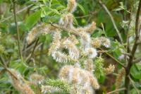 Salix