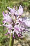 Orchis simia