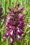 Orchis simia