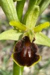 Ophrys aranifera