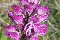 Orchis simia