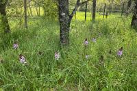 Orchis purpurea