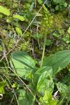 Neottia ovata