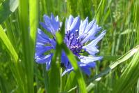 Cyanus segetum