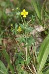 Potentilla erecta
