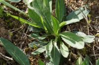 Succisa pratensis